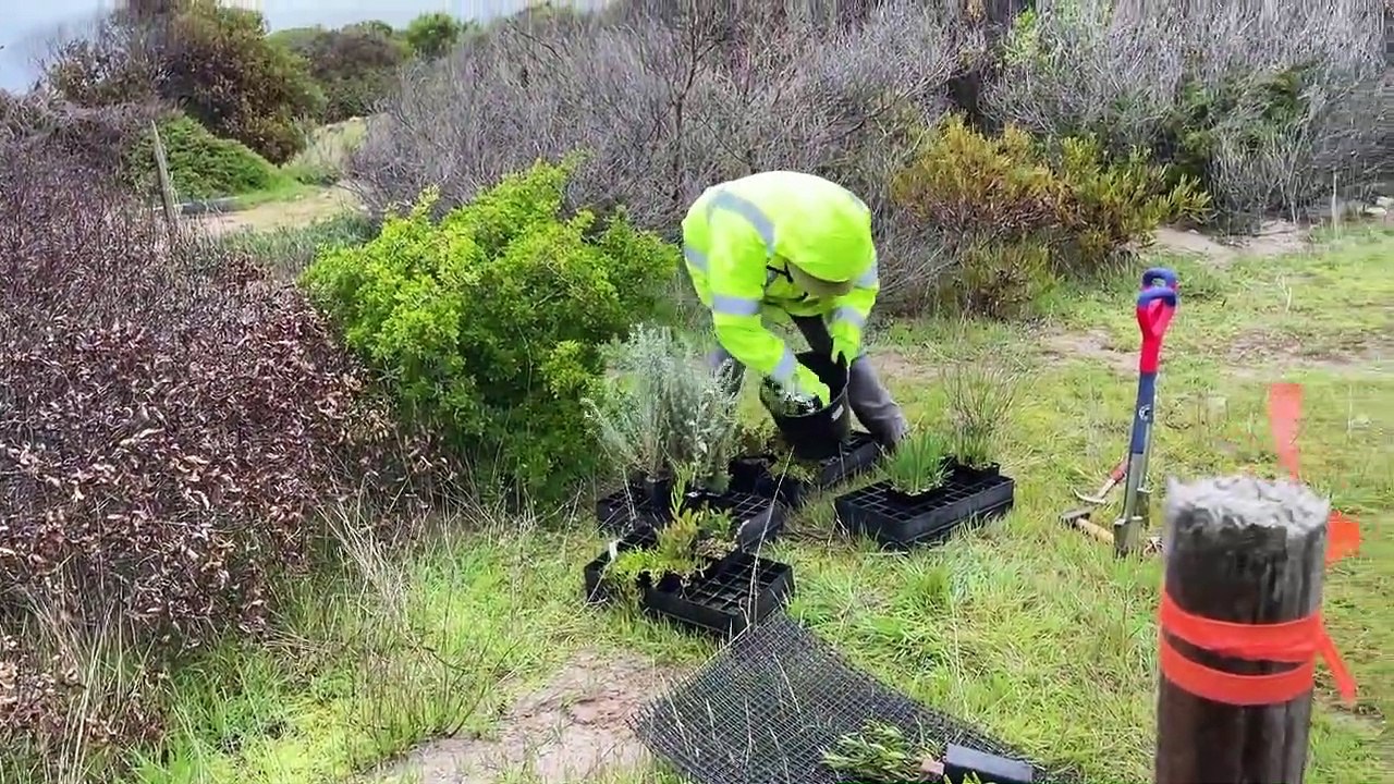 Planting at the Emu Bay little penguin colony - The Islander - July 26, 2022