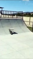 Dog uses skateboard  Funny pets short