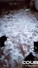 Funny Cats Coub  Cute Animals  Funny Pets shorts