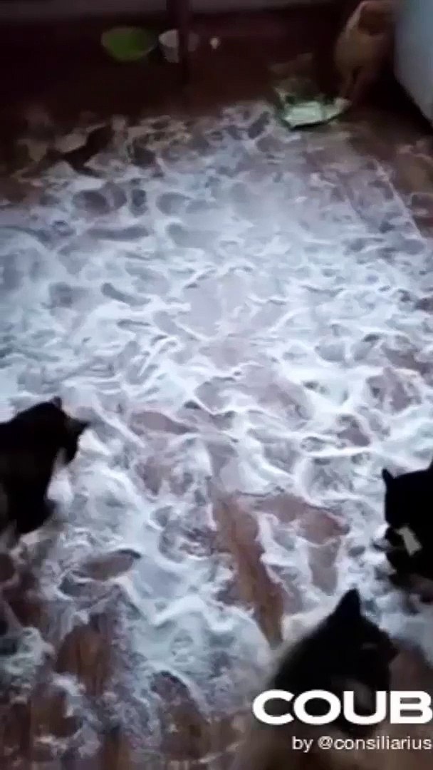 ⁣Funny Cats Coub  Cute Animals  Funny Pets shorts