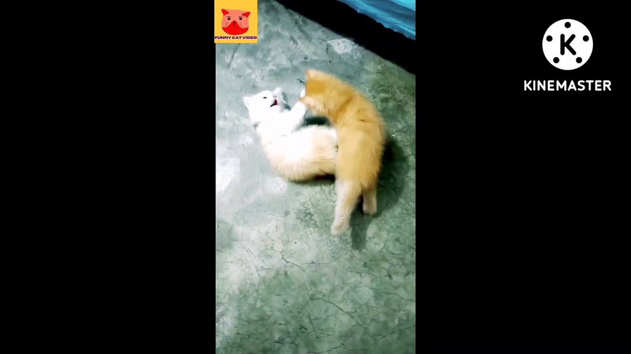 Funny cat video 2022 #shorts