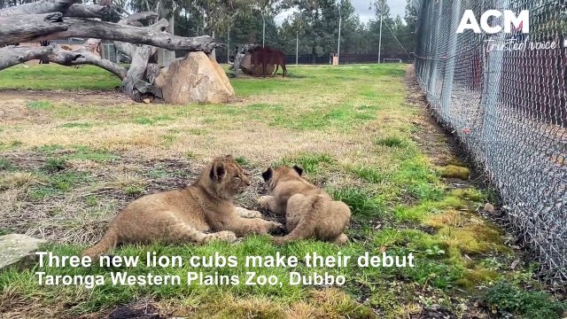 3 lion cubs and a giraffe calf at Dubbo Zoo 26 July 2022