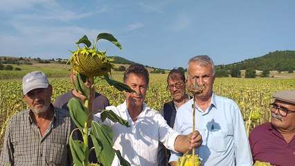 Ayçiçek tarlası zarar gören çiftçi: Bu yıl 100 kilo yağ vermez