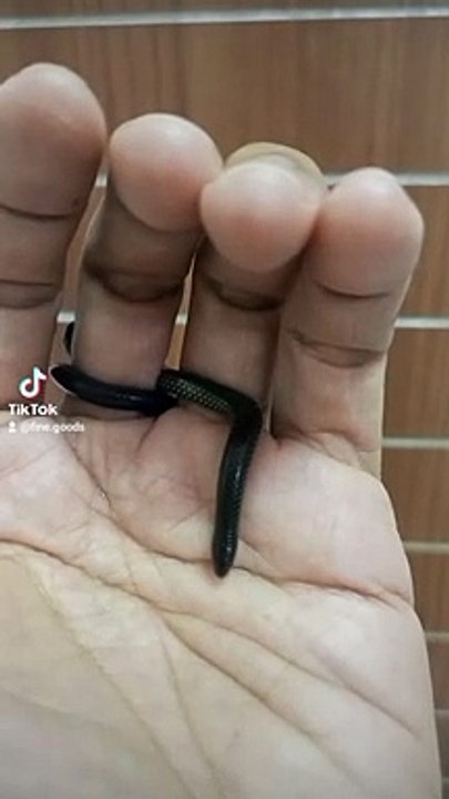 Ular Kecil - Litle Snake