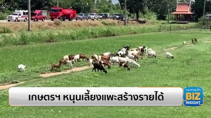 เกษตรฯ หนุนเลี้ยงแพะสร้างรายได้ให้เกษตรกร