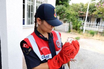Son dakika haber: Yaralı olarak bulunan baykuş ve leylek tedavi altına alındı