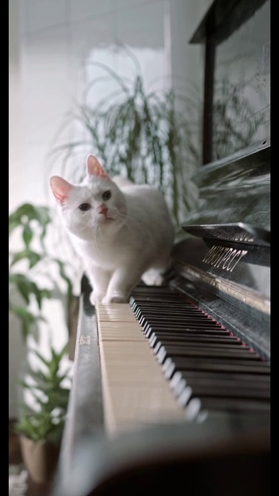 Cat Lover