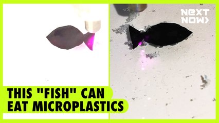 This "fish" can eat microplastics | NEXT NOW