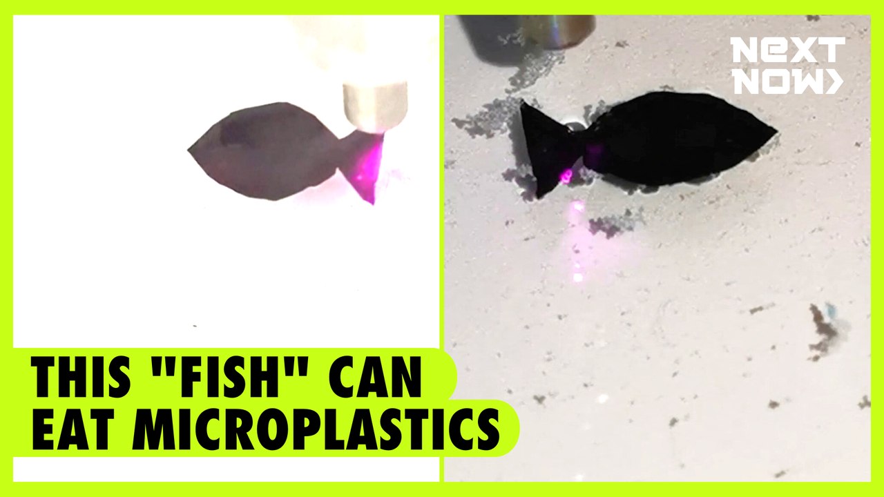 This "fish" can eat microplastics | NEXT NOW