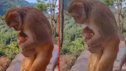 Anne maymun, can çekişen yavrusunu heimlich manevrasıyla kurtardı