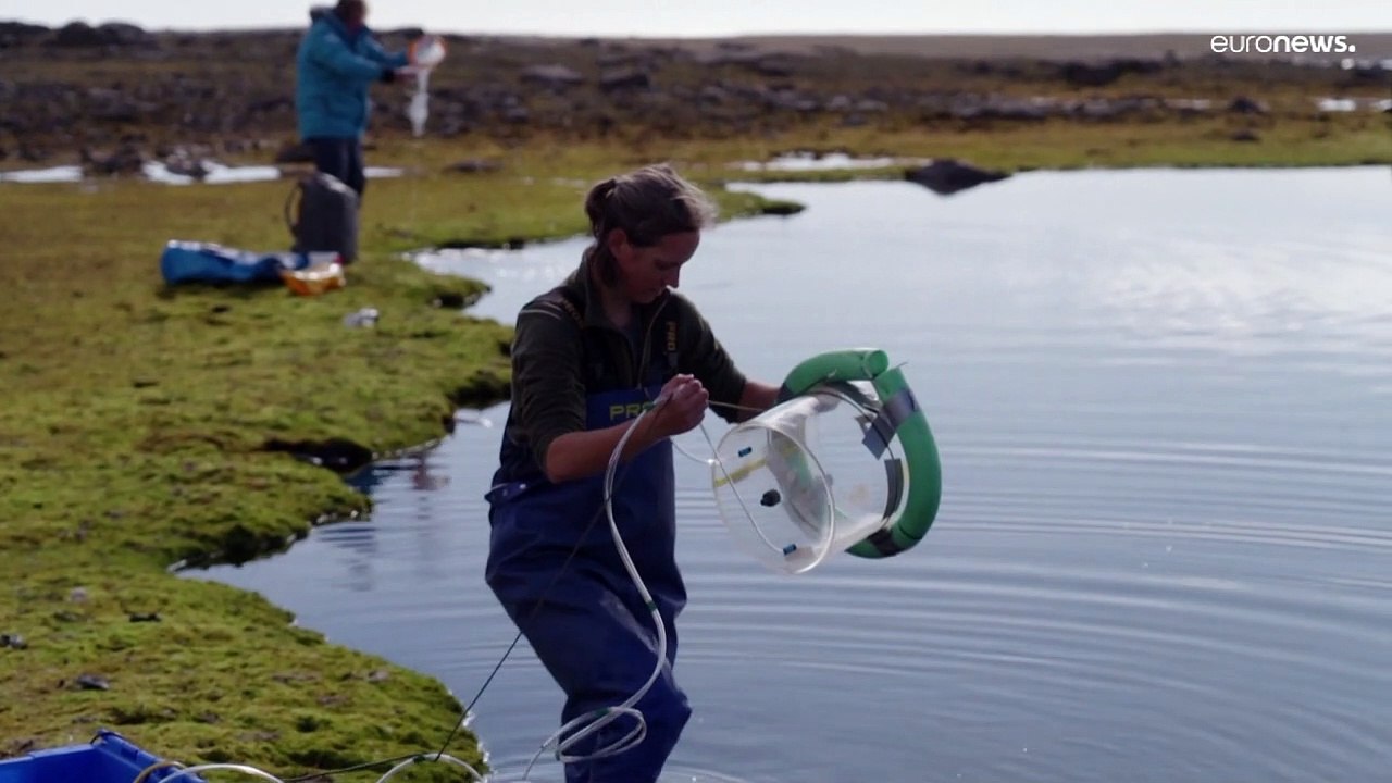 14 Grad und kaum Schnee: Forscher untersuchen Folgen des Klimawandels auf Spitzbergen