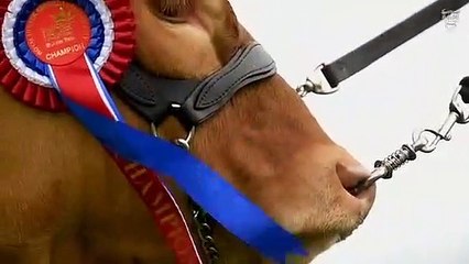 Heifer 'Charlotte's Saphire' features in the 50th Anniversary British Limousin Sale