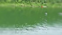 Baraj gölünde yüzen ayı böyle görüntülendi