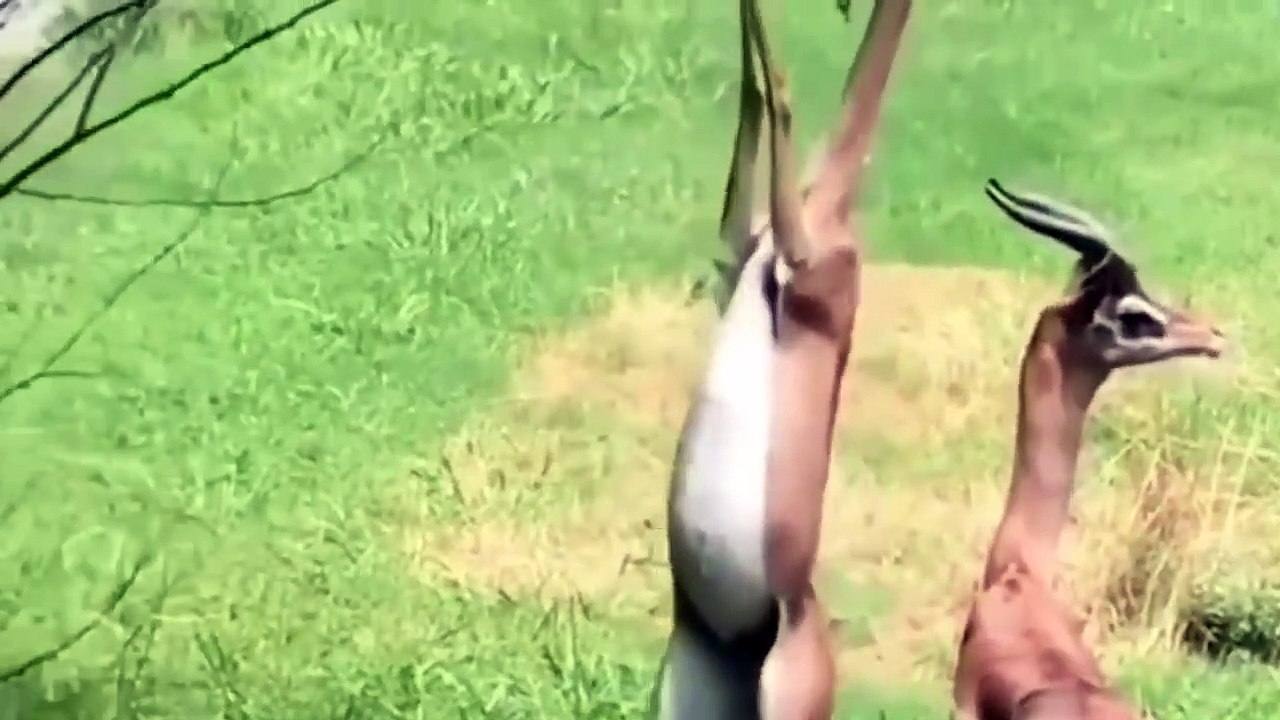 Terrible Power of Impala Horns - Male Lion Save Impala From Wild Dogs – Animals Save Other Animals