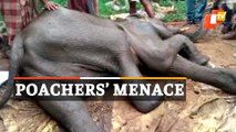 Elephant Shot At By Poachers In Cuttack