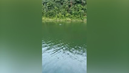 Ayı, baraj gölünde yüzerken görüntülendi