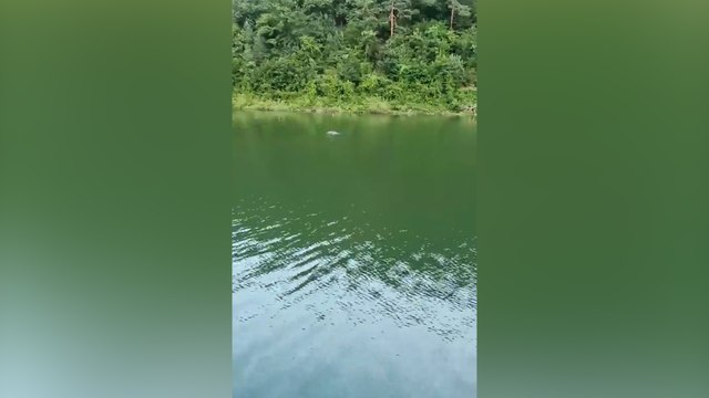 Ayı, baraj gölünde yüzerken görüntülendi