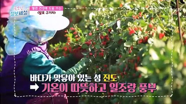 혈관 건강에 도움을 주는 진도산 『홍국 발효 구기자』 TV CHOSUN 220726 방송