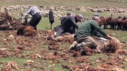 Yağışlarla canlanan yaylalar göçerleri ağırlıyor