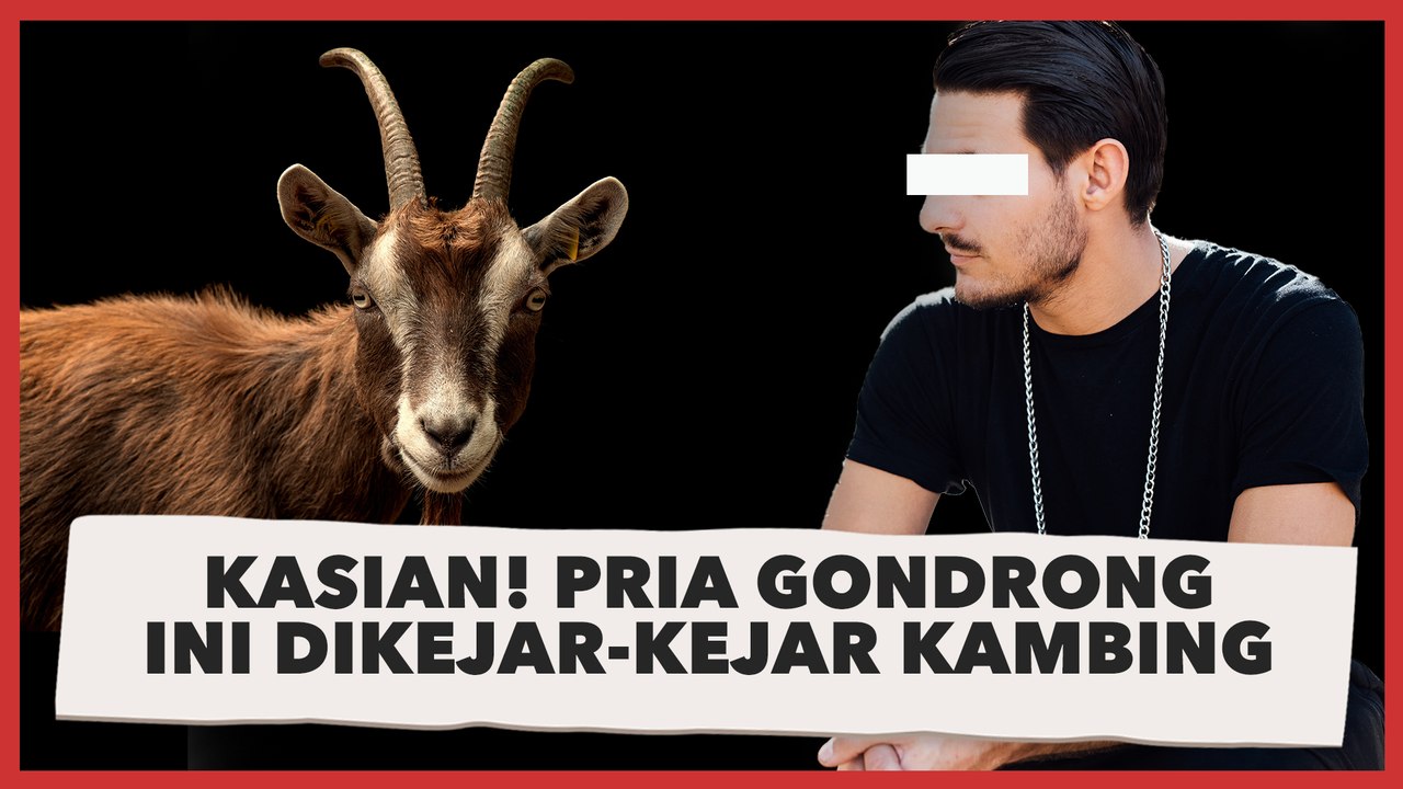 Kasian Tapi Ngakak! Pria Gondrong Ini Dikejar-kejar Kambing