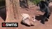 Funny moment mischievous gibbon provokes porcupine before being chased away by the annoyed animal