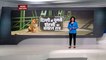 Breaking News : दिल्ली में घूमती  शेरनी का वायरल सच !, देखें वीडियो