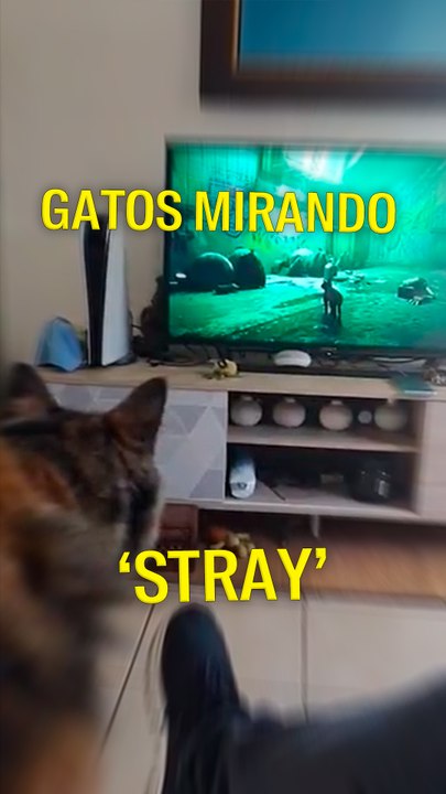 GATOS MIRANDO ‘STRAY’