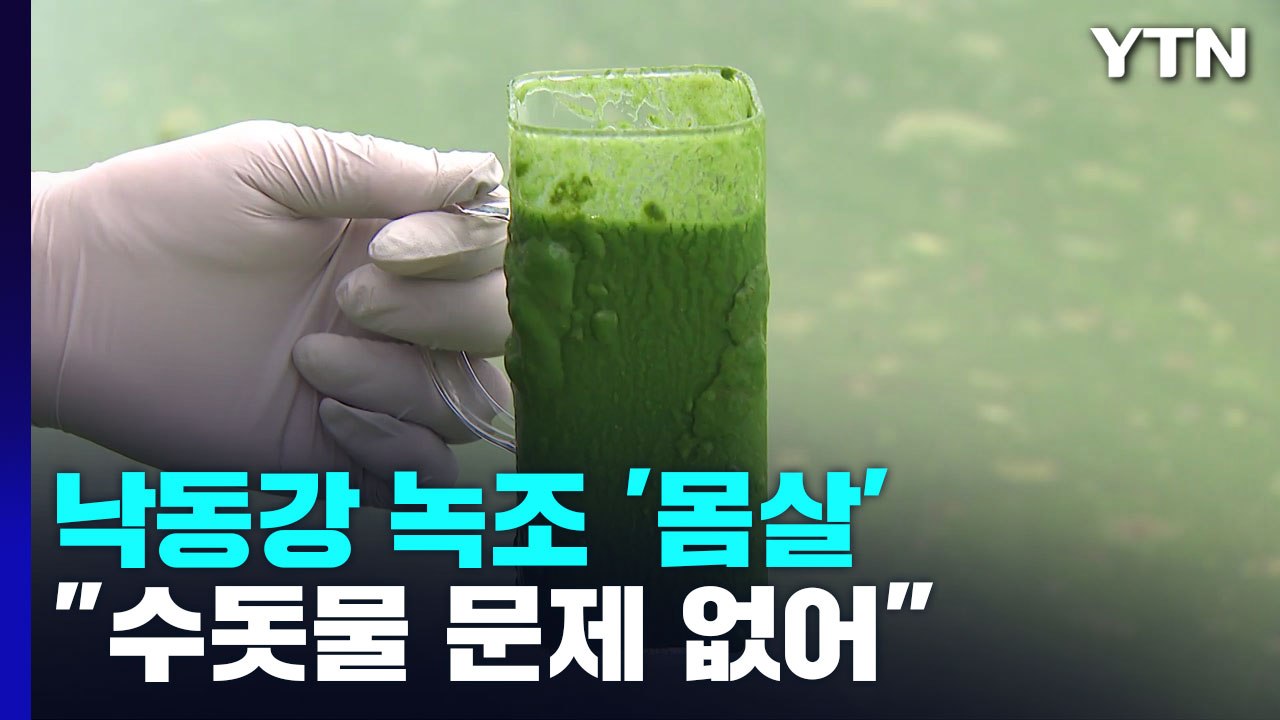 낙동강 뒤덮은 녹조에 독성 물질도 검출...당국 "수돗물 문제 없어" / YTN