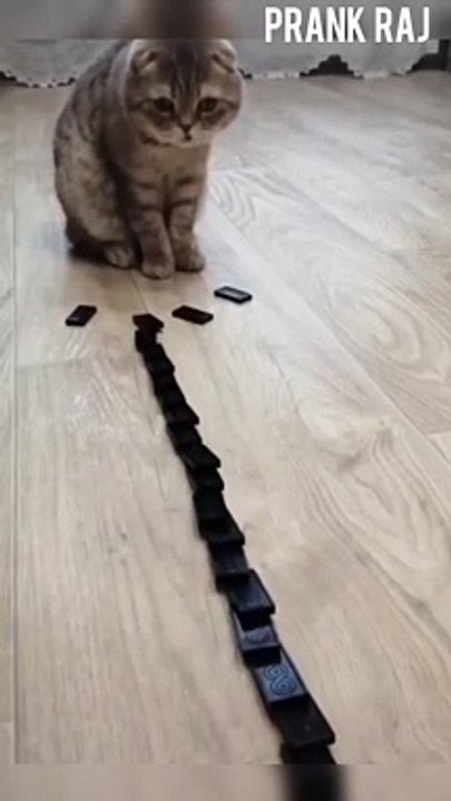 #shorts cat meme & kitten (tik tok video] - funny cats meow baby cute compilation [cat-cash home)