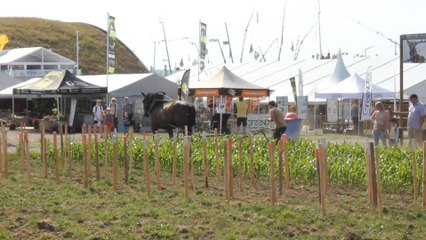 Démonstration de maraichage et travaux en vignes à la foire agricole de Libramont