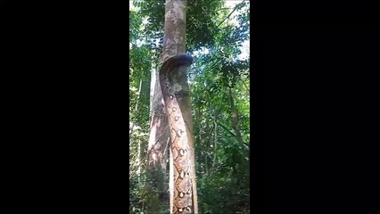 La technique de ce serpent pour grimper un arbre est impressionnante