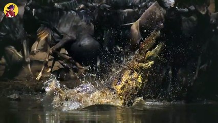 14 Astonishing Moments When Animals Got Snatched From Their Crew