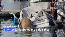 En Norvège, un morse grimpe sur des bateaux et fascine le public