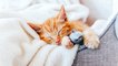 How to make your cat snuggle up with you at night? Follow these simple tips