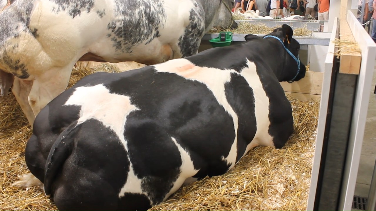 Foire de Libramont: des vaches impressionnantes de plus d'une tonne participent aux concours