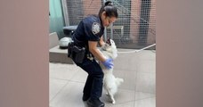 Cette policière new-yorkaise sauve la vie d'un chien enfermé dans une voiture, puis décide de l'adopter