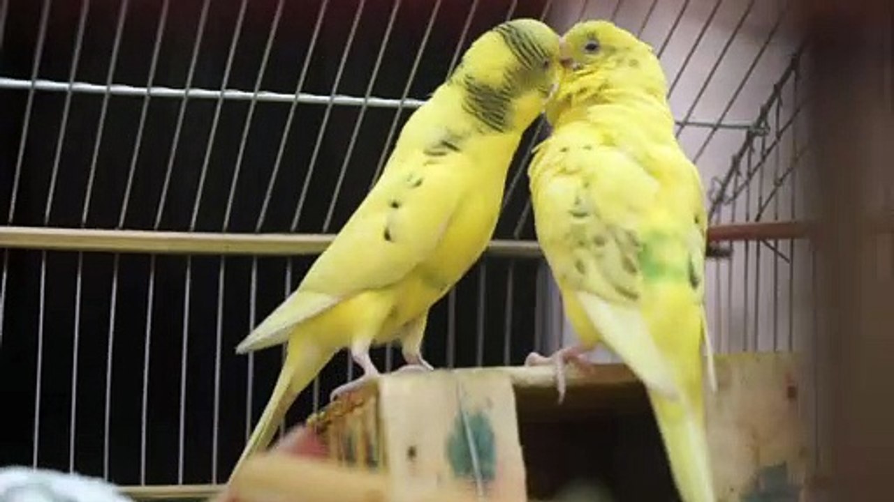 Newly Married Couple Are Kissing | #animal, #birds, #viral