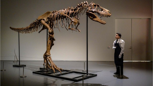 76 Millionen Jahre altes Dinosaurier-Skelett für 6,1 Millionen Dollar versteigert