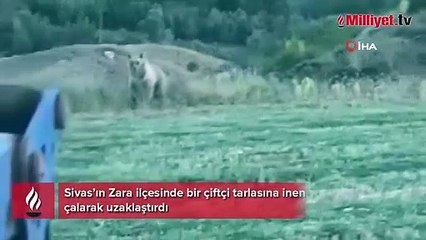 Ayı tarlaya indi, o kornayla uzaklaştırdı