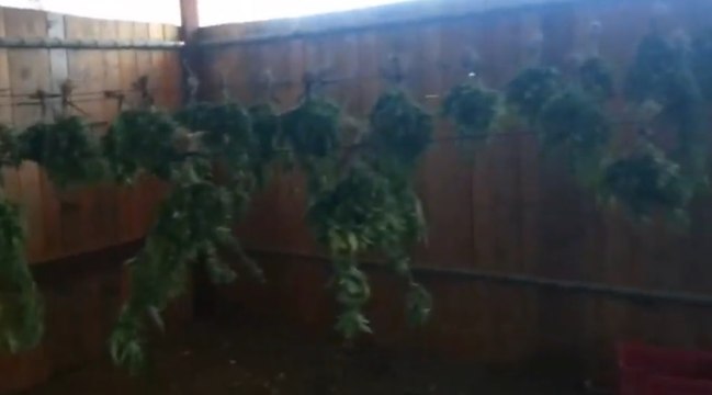 Priolo Gargallo (SR) - Piantagione di marijuana in ovile: arrestato 58enne (29.07.22)