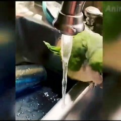 Amazing funny animal video #funny #animal || Animal funny moments #dogs #cats #cat #dog #pet #animals