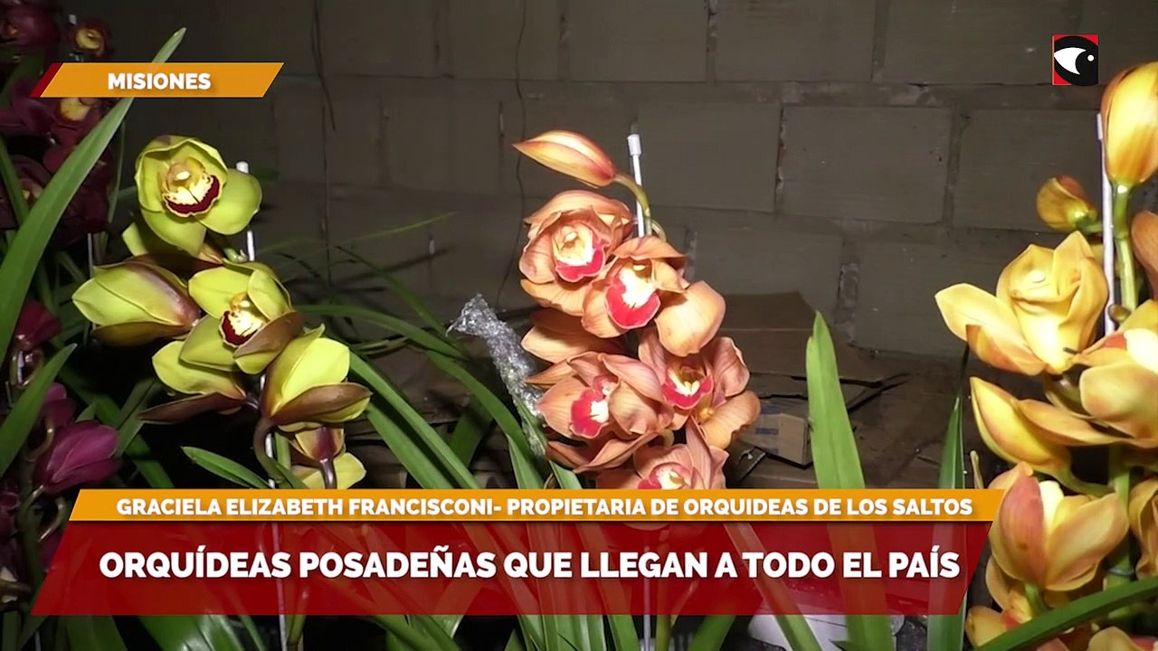 Orquídeas posadeñas que llegan a todo el país
