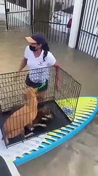 Floods in UAE: Volunteers rescue over 100 stranded shelter animals