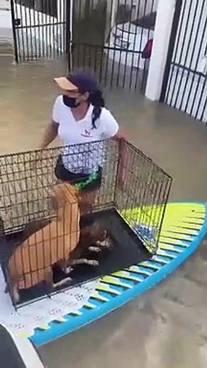 Floods in UAE: Volunteers rescue over 100 stranded shelter animals