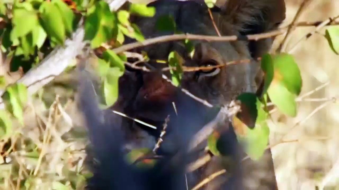 The arrogant Leopard constantly receives fierce attack from the Wildebeest herd - Wild Animal Attack