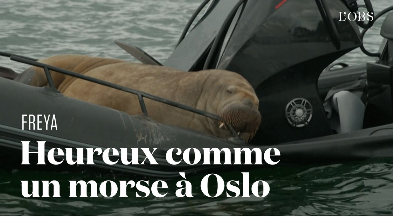 En Norvège, le morse Freya fait des dégâts dans le port d'Oslo