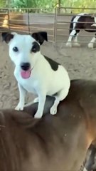 Dog horse rider  Funny pets shorts