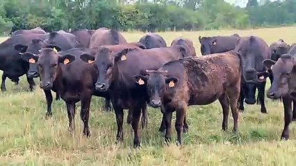 Anne Calay élève de luxueuses vaches japonaises à Rossignol