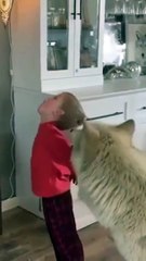Dog and child howl  Funny pets shorts