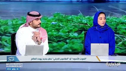 استشاري: «الطاعون الدبلي» مرض قديم.. والمملكة لم تسجل أي إصابة منذ 1969
